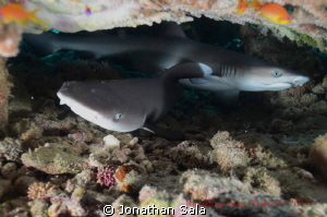 Juvenile White Reef Typ Shark by Jonathan Sala 
